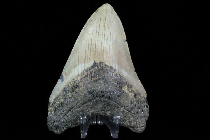 Fossil Megalodon Tooth - North Carolina #79925